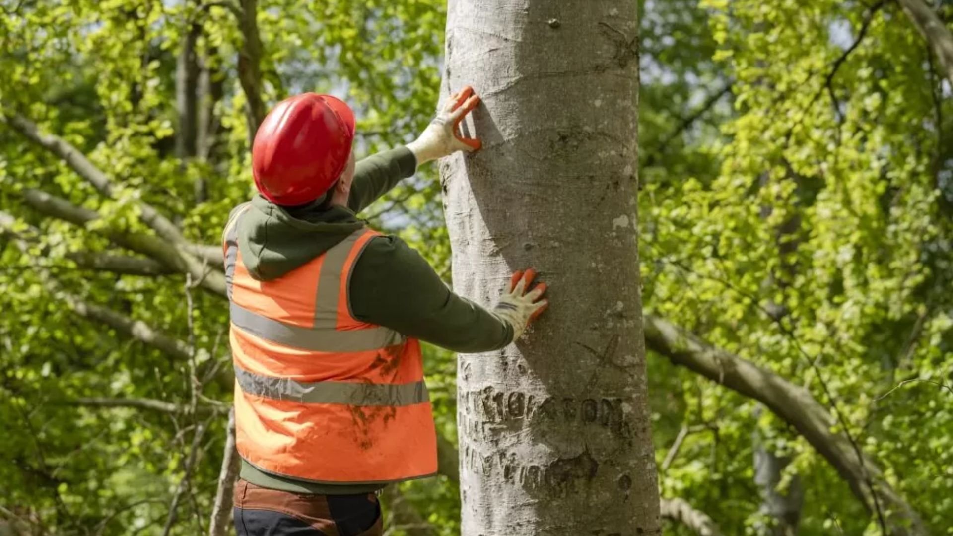 Kompetent-Arboristvurdering-i-Stavanger