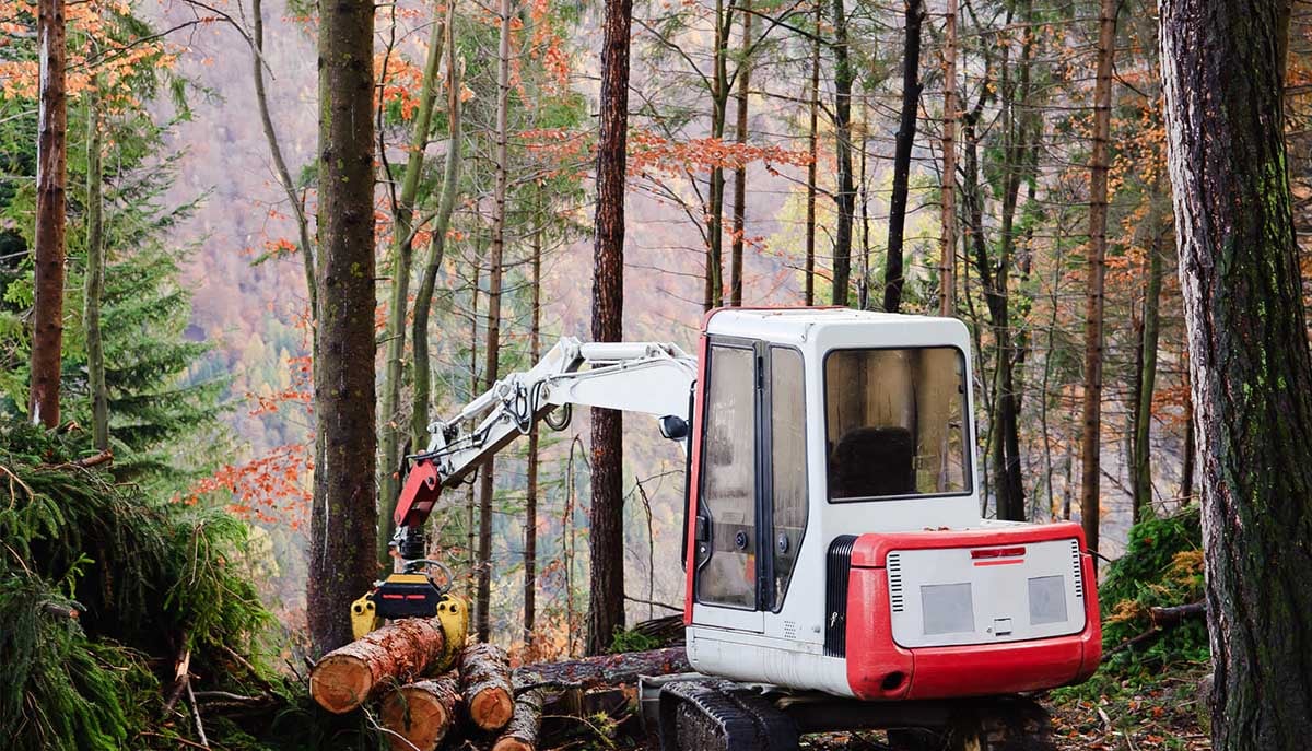 billigst-tomterydding-i-stavanger